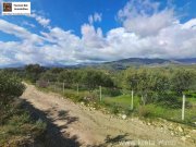 Galia Kreta, Galia Ein Olivenhain mit Persönlichkeit 3.805m² Grundstück kaufen